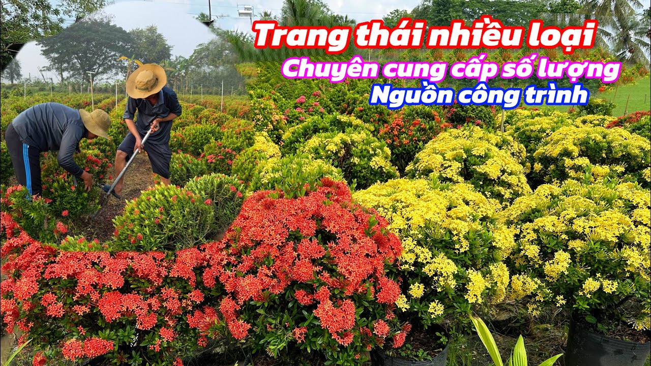 Vườn bông trang thái số lượng chuyên cung cấp nguồn sỉ..08/01😘📲 0913182075.Út-Nhì
