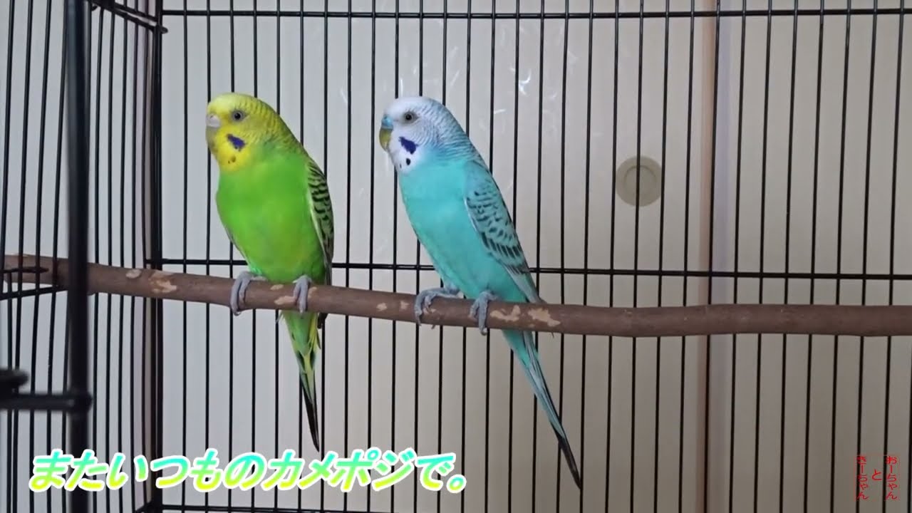 我が家のインコ　おーちゃんときーちゃん(151)　ちょっとだけこっちを向いてくれたインコ。