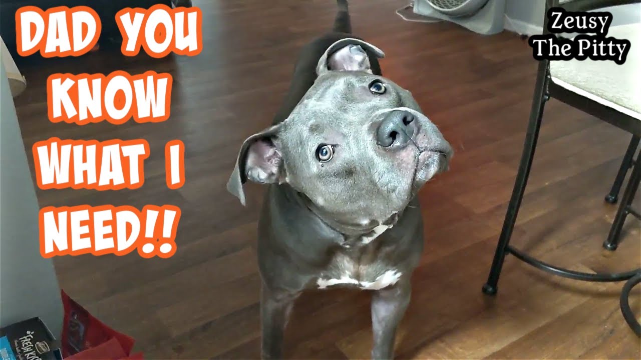 Talking Pitbull Gets Exactly What He Wants From Dad! These Dogs Are Extremely Smart!!