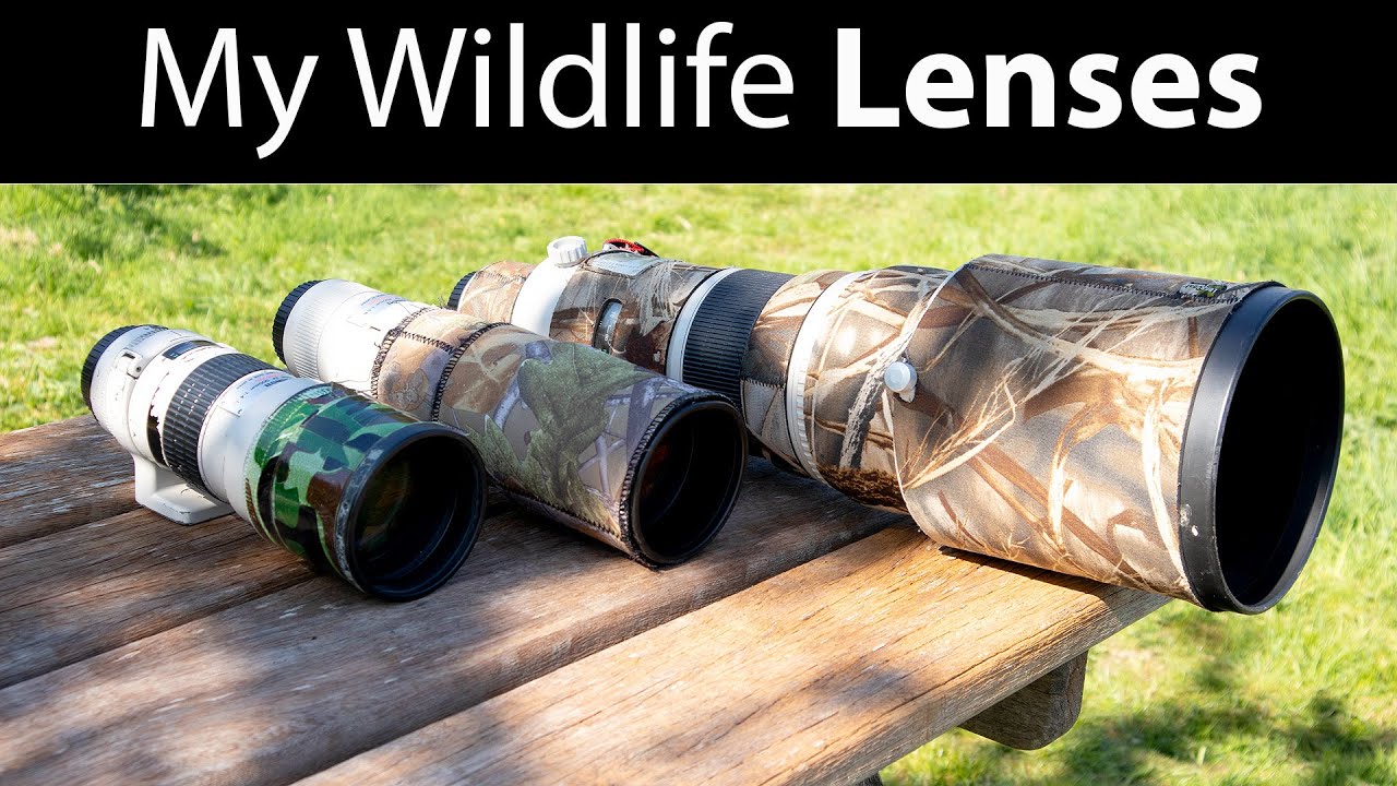 Wildlife Photography Lenses: EF 300mm f/4, EF 400mm f/5.6, EF 500mm f/4 (My Lens Evolution)