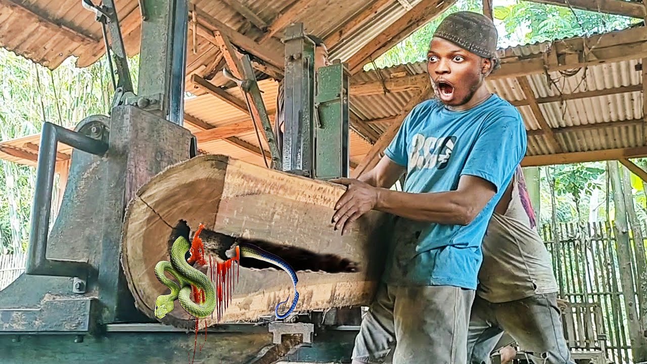 the irrational process of sawing a hollow teak log worth hundreds of millions of US dollars