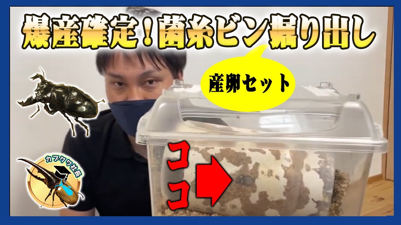 【爆産確定！】タランドゥスオオツヤクワガタの産卵セットを掘り出し！食痕祭りの菌糸ビンに一体幼虫は何匹いるのか？卵は何個あるのか？産卵セットの組み方と合わせてお伝えします！