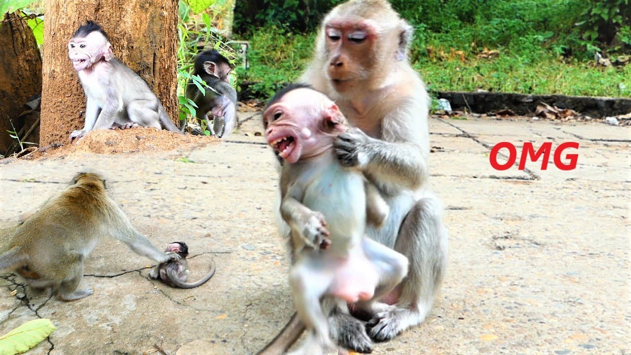 Oh My Heart Is Almost Broken Into Parts! Both Papa And Mommy Are So Craziest Monkeys Toward Sario