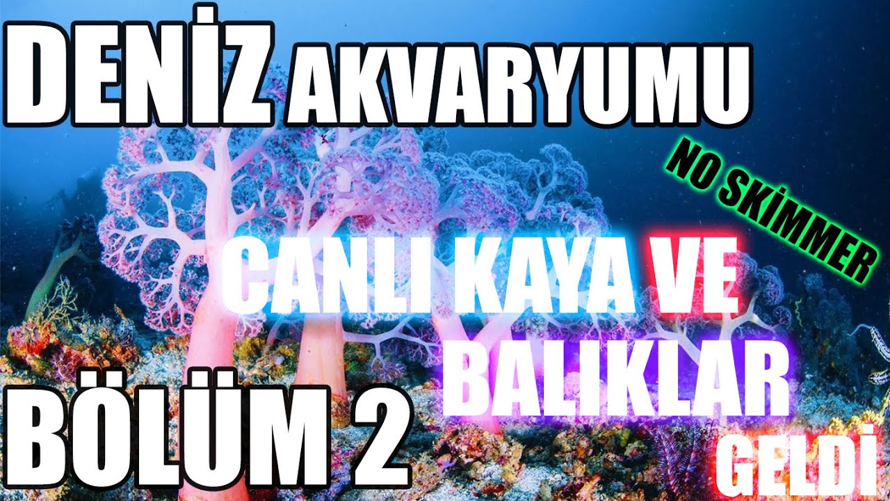 EFSANE OLUYORR!!! DENİZ AKVARYUMU KURULUMU Bölüm 2