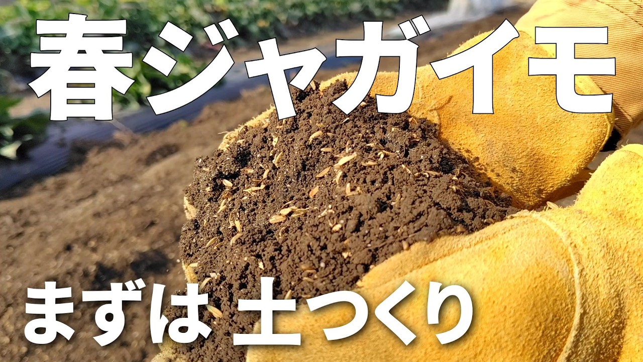 【春ジャガイモ】最初が肝心／土つくりは、とても重要な作業です－Vol.280（2025.01.20）