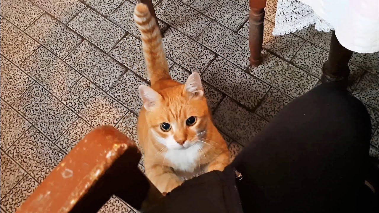 Happiness is Being Loved By Your Cat