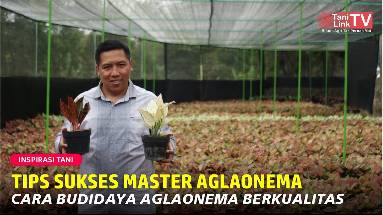 Mengapa Bisnis Aglonema Begitu Menjanjikan: Terjual 4000 Tanaman Sebulan!