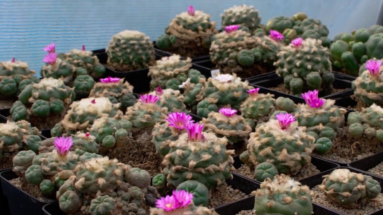 Lophophora jourdaniana