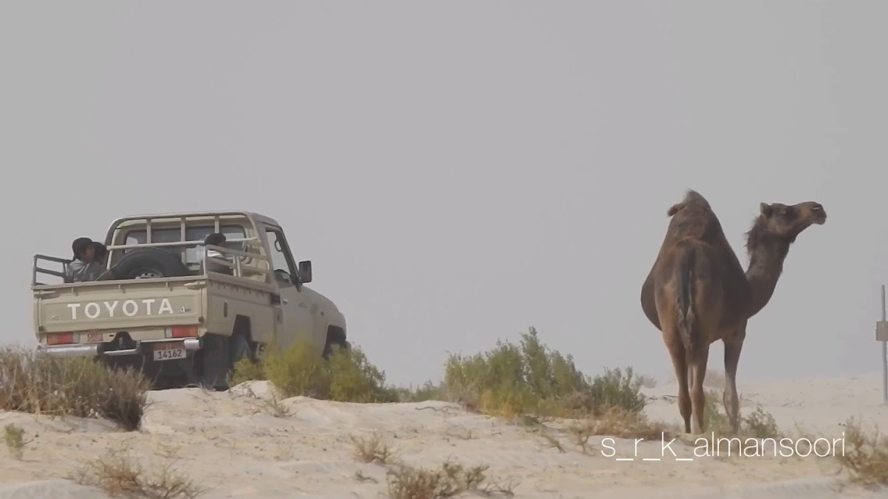 و قلب الولع مافيه حيله وطب اطباب .. سوات الوحش لافر من كف راعيّه - صالح آل مانعه