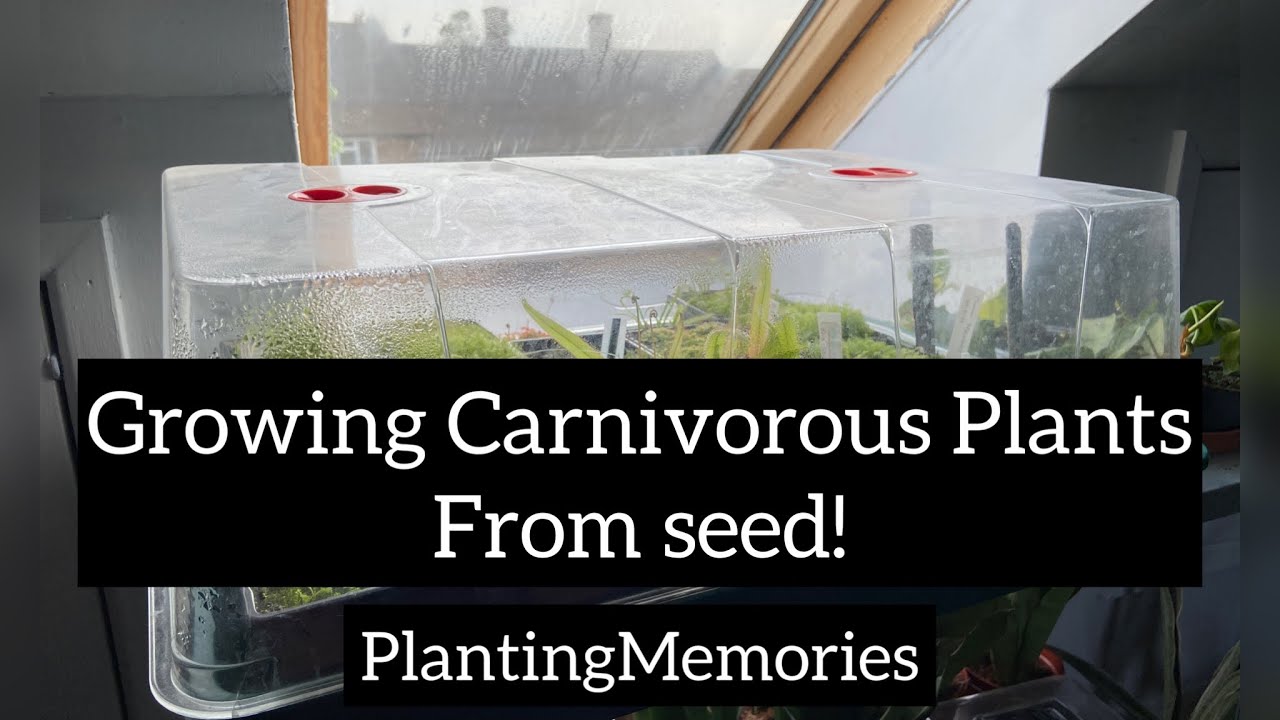 Growing carnivorous plants from seed | Propagator tour