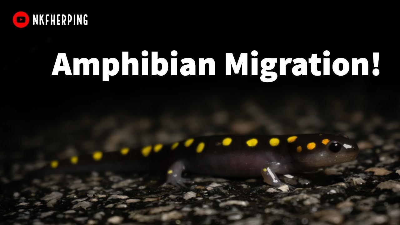 Rainy Winter Night: Amphibian Migration!