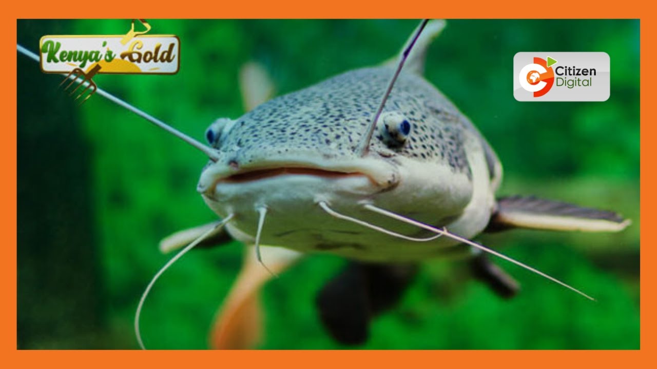 | Kenya's Gold | Catfish Farming in Kenya - Gold Chat