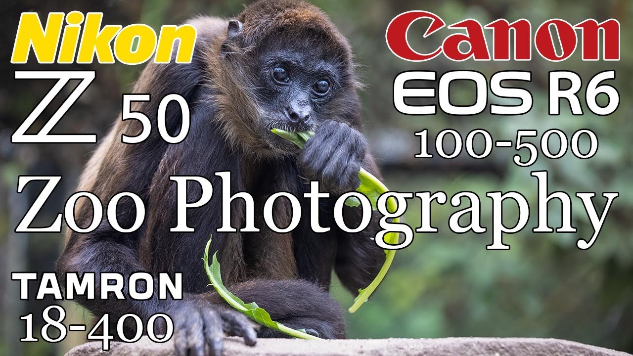 Nikon Z50 • Canon R6 • Chattanooga Zoo Photography   4K