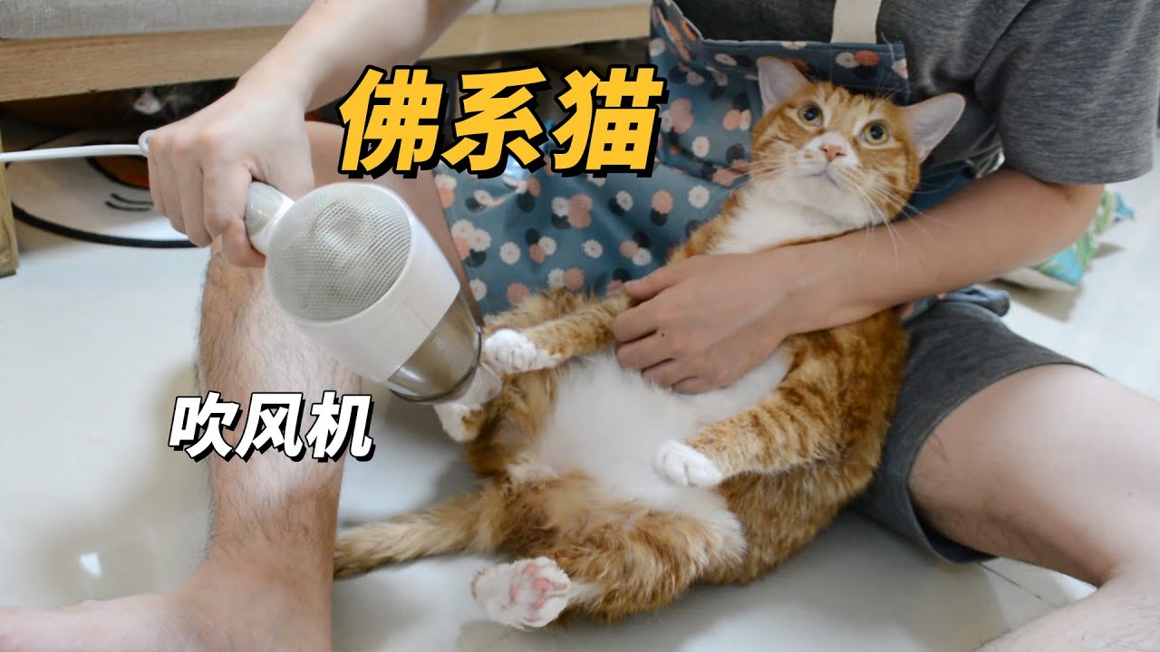 给两只猫洗澡：一只云淡风轻看破红尘，一只像脱缰的小毛驴【旧视频】