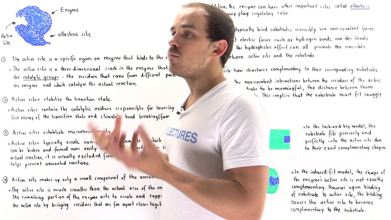 Properties of Active Sites, Lock-and-Key Model and Induced-Fit Model