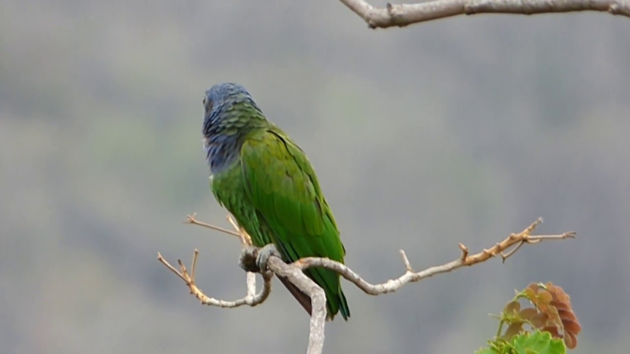 Pionus menstruus. Caracas, Venezuela