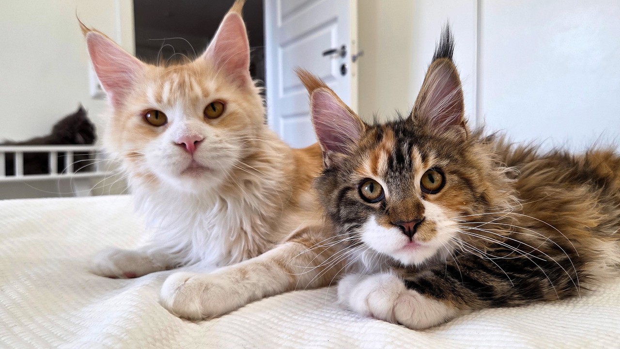 Kitten Iris Thinks She's the Boss!
