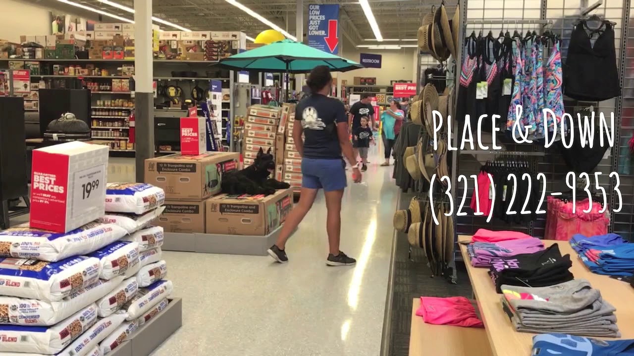 5 month old Giant Schnauzer 