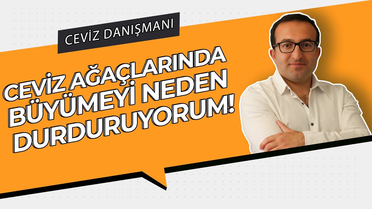 CEVİZ AĞAÇLARINDA BÜYÜMEYİ DURDURUYORUM! NEDENİ VE SONUÇLARI | PROFESYONEL CEVİZ YETİŞTİRİCİLİĞİ