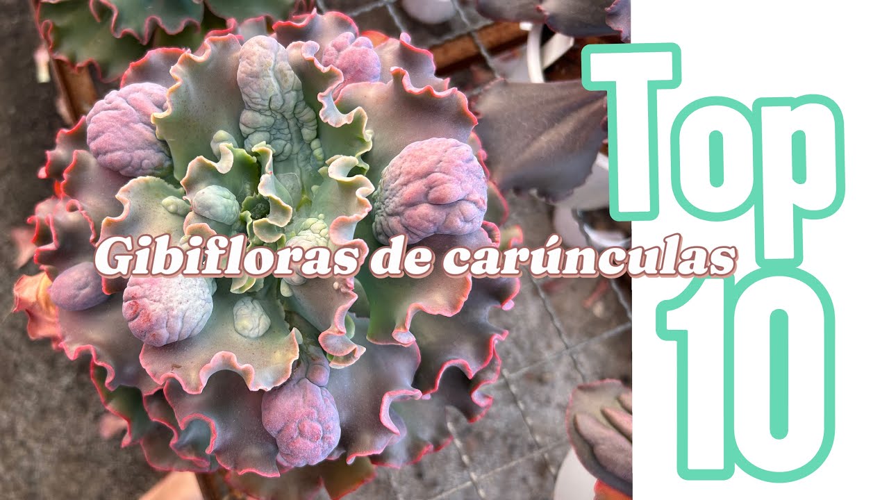 Top 10 Gibifloras de carúnculas d minha coleção