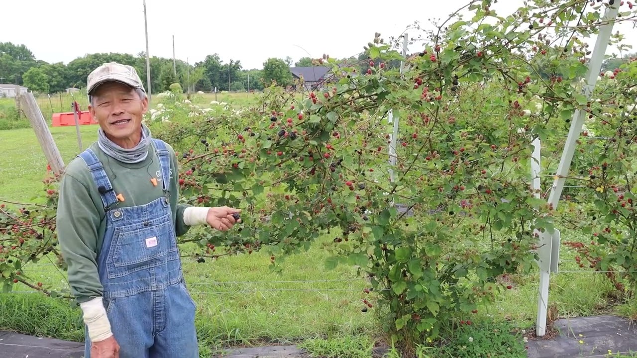 Practical Advice from Successful Farmers: Growing Berries (Hmong)
