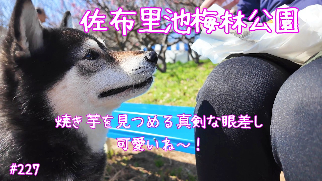 佐布里池梅林公園ママとお散歩　大好きな焼き芋を見つめる表情が今日イチだった豆柴＃豆柴＃豆柴のいる暮らし＃佐布里池梅林公園