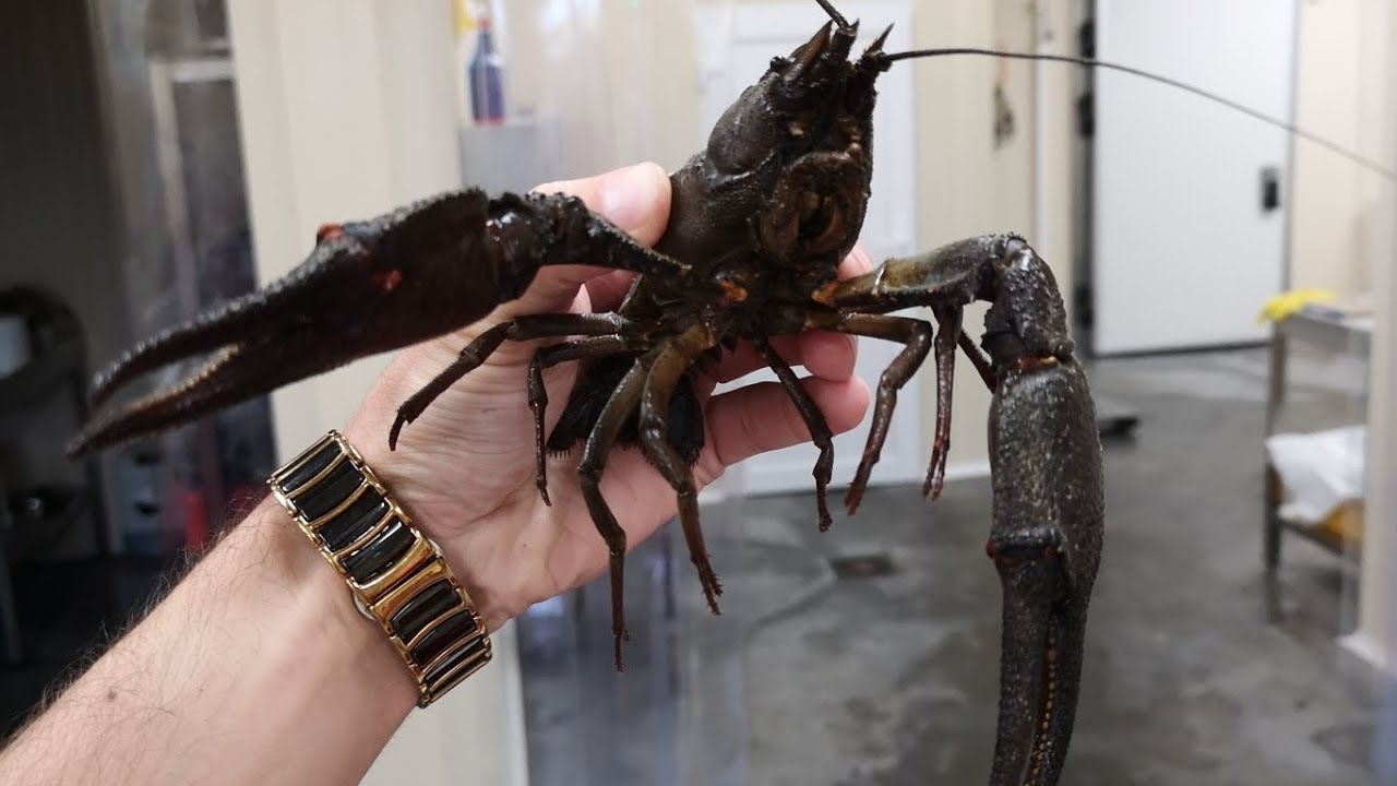 How to Farm European Crayfish (Astacus Astacus)Step-by-Step
