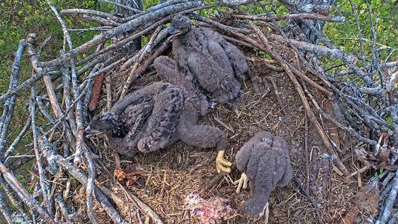 EP#377 #baldeagle Review birds in nest with nature #birdslovers #birdsounds #birdsnest #wildbirds