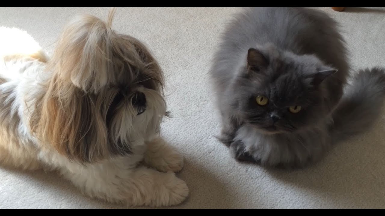 Shih Tzu dog Lacey 🐶 and Blue Persian cat Lexi 😺 are calm with each other! 👏🏻