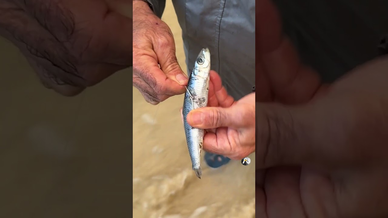 How to put a sardine AKA pilchard on ganged hooks - SUPER EASY!