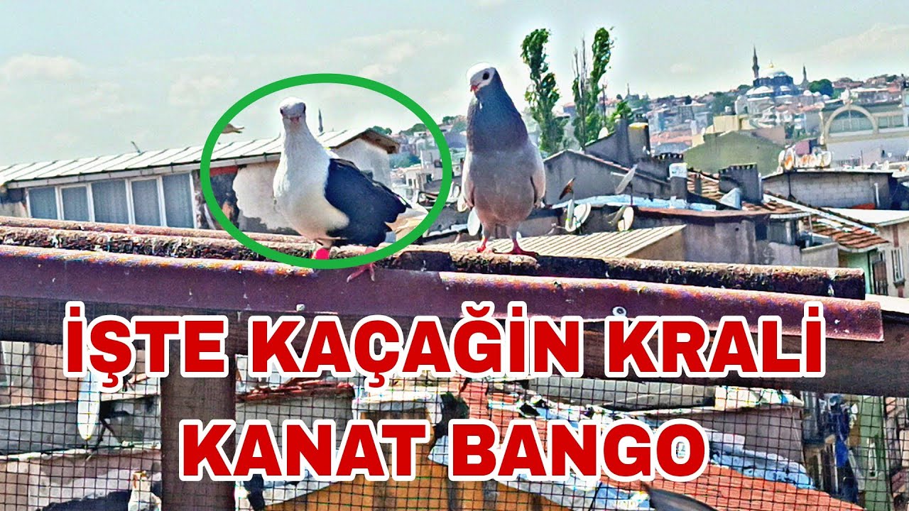 İŞTE KAÇAĞİN KRALİ KANAT BANGO KÜMESTE MAHSUR BİRAKTİ BİZİ