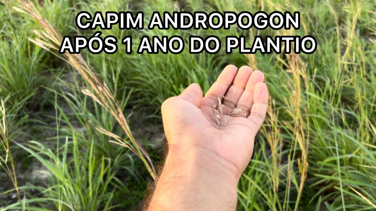 Como está o Capim Andropogon após 1 ano de seu plantio 🌵🌾  #nordeste #sertão #semiárido  #capim
