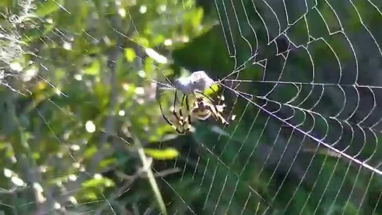 Garden Spiders Attacking Prey