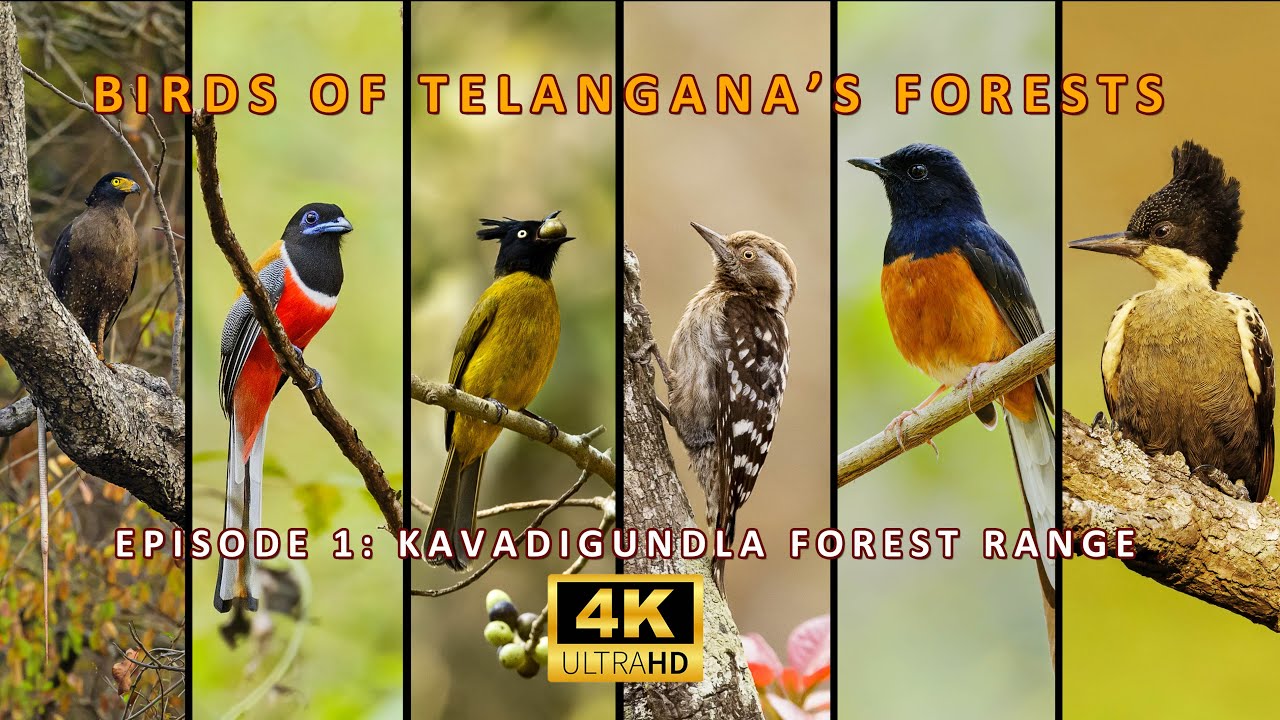 Birds Of  Telangana's Forest  | Episode 1 | Kavadigundla Forest Range #BirdsOfTelanganasForest