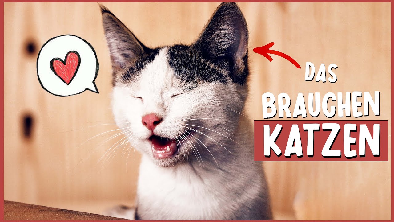 8 SUPER Tipps für glückliche Wohnungskatzen / Katzen Tipps mit Amely Rose / Indoor Cat