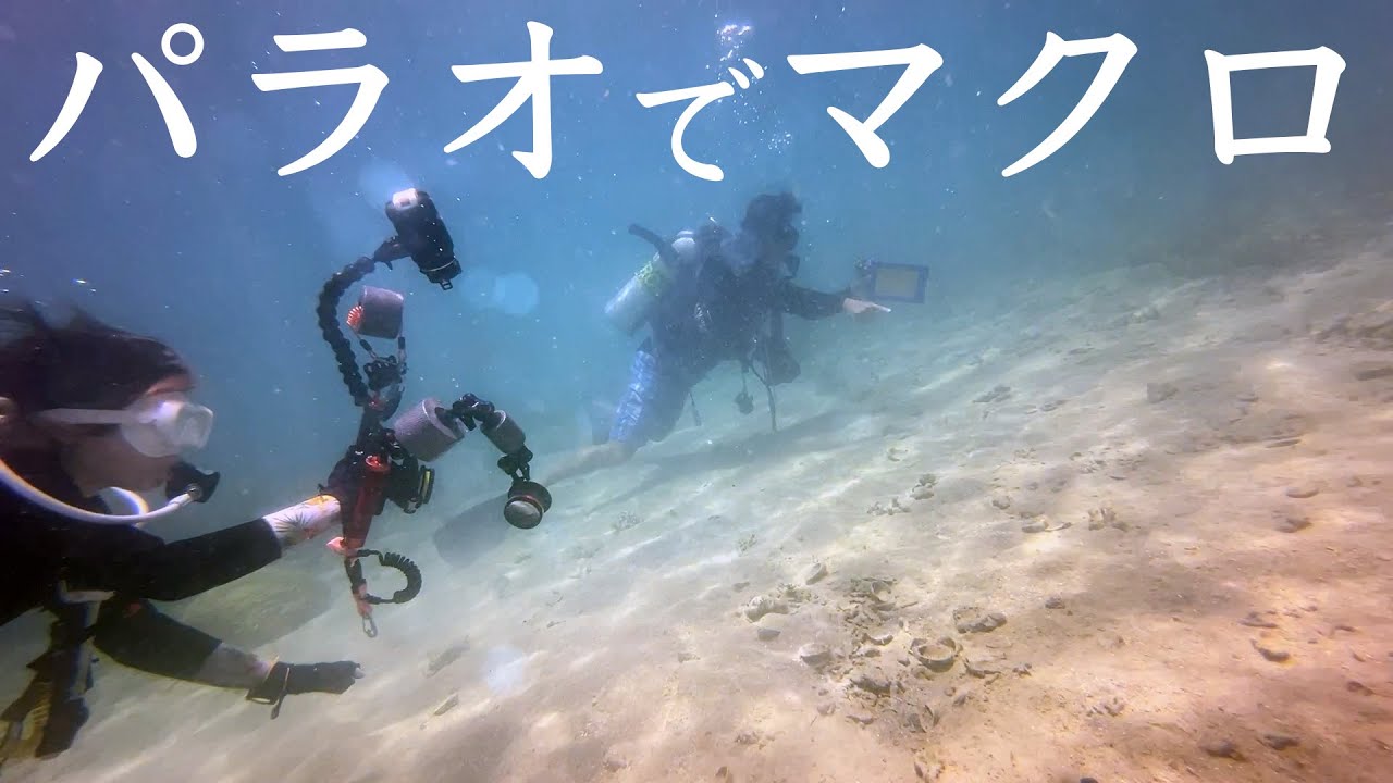 【Palau】パラオでマクロダイビング