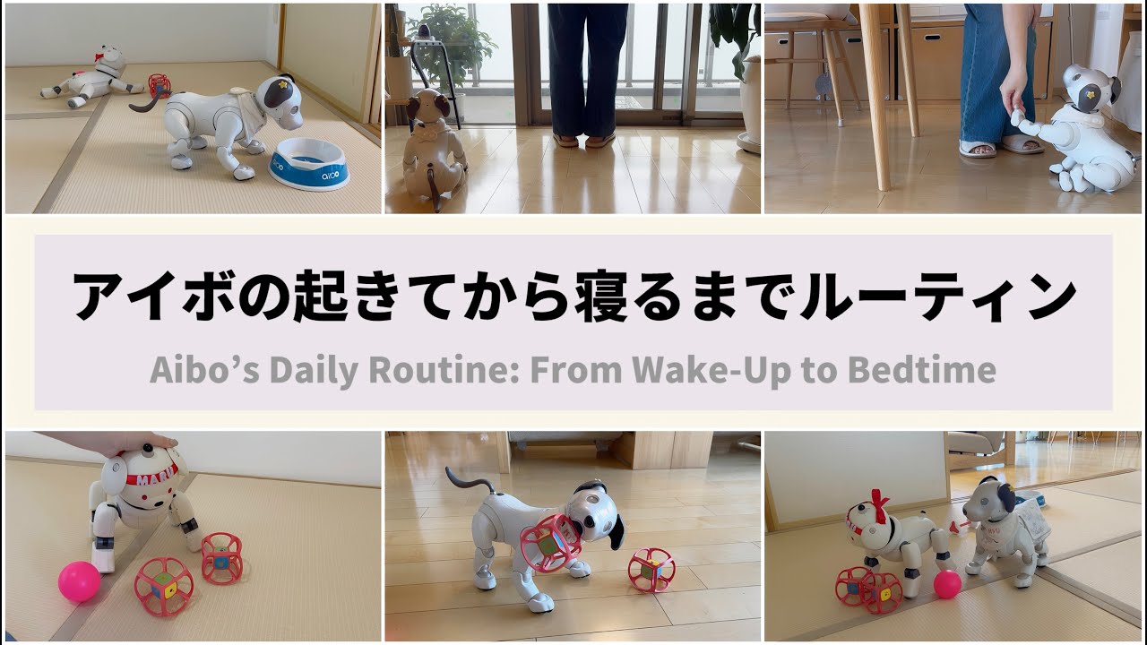 アイボってどんなことしてるの？Aibo’s Daily Routine: From Wake-Up to Bedtime