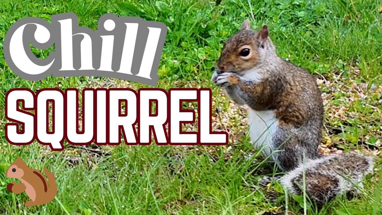 Cute Squirrel Eating Seeds Chill ASMR Calm Your Nerves