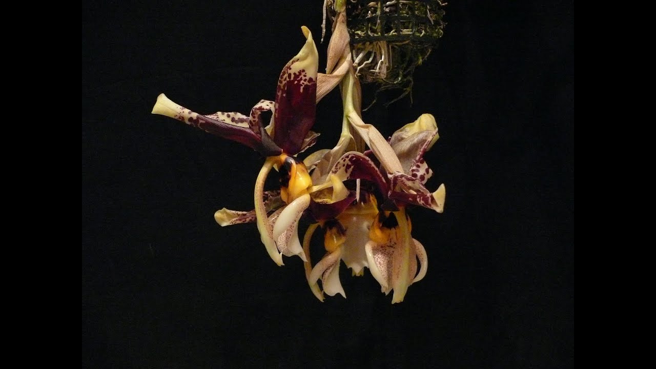 Stanhopea tigrina new...