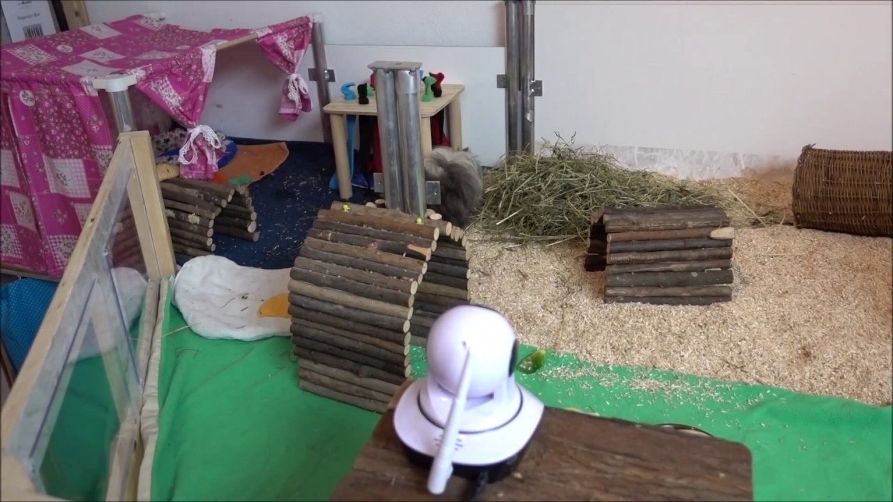 Meerschweinchen Cagetour 2019