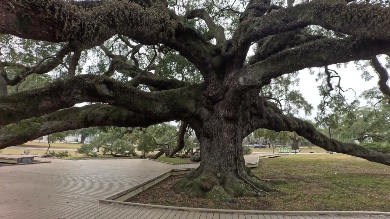 Treaty Oak Park - Jacksonville, FL