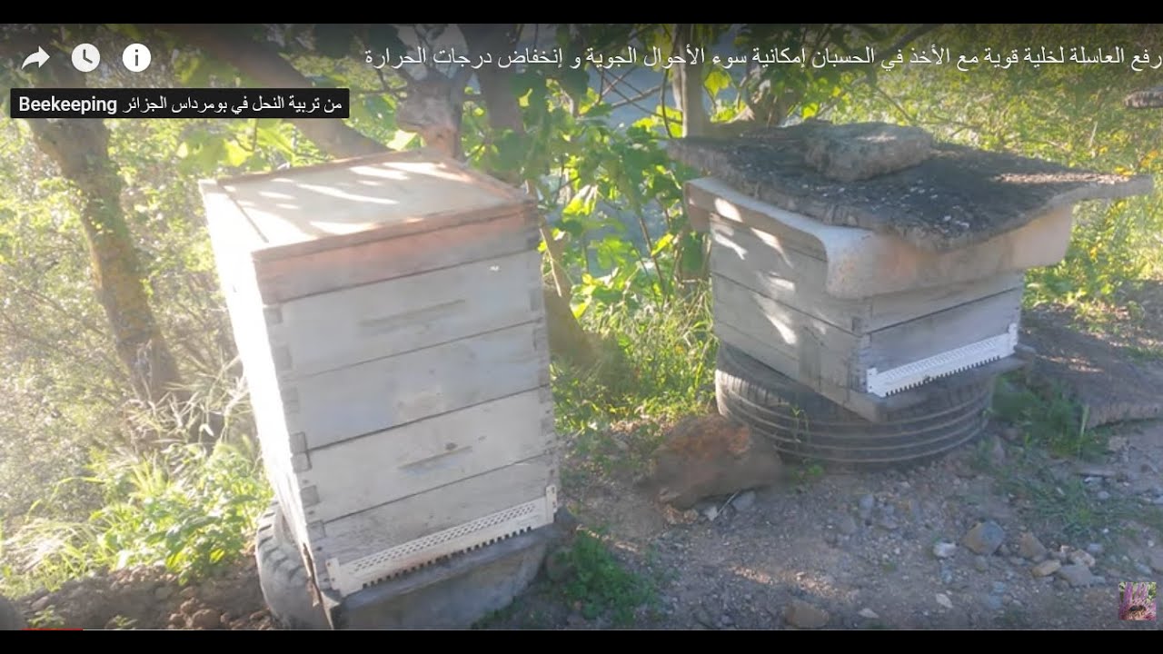 رفع العاسلة لخلية قوية مع الأخذ في الحسبان إمكانية سوء الأحوال الجوية و إنخفاض درجات الحرارة
