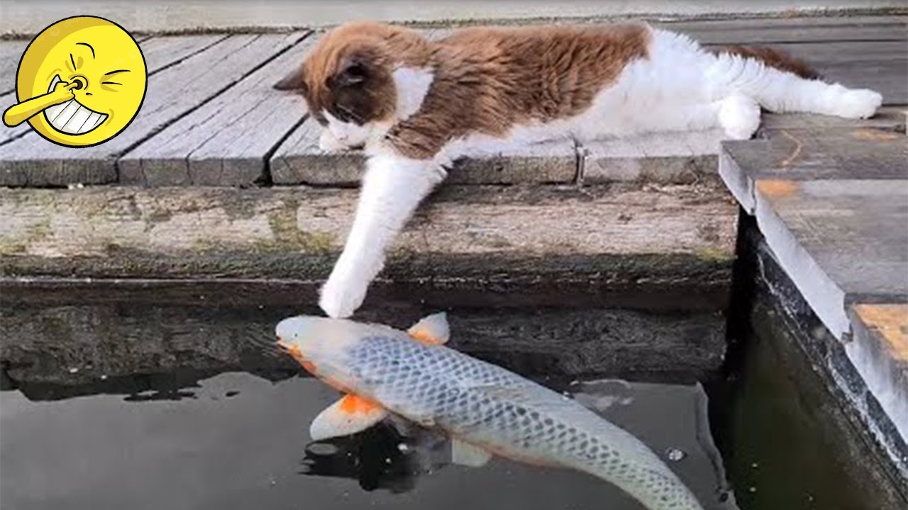 So Funny! Funniest Cats and Dogs 2025🤔New Funny Animals 2025😹🐕