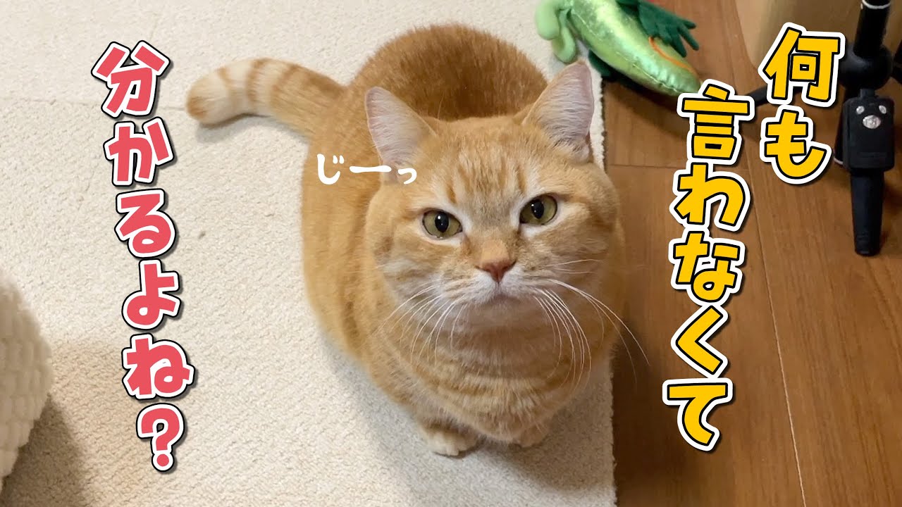 愛猫を熟知しすぎて心の声が聞こえるようになりました…！
