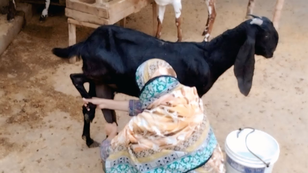 Goat milking by hand 2025 | bakry ka mery mobile py attack 🫣 |