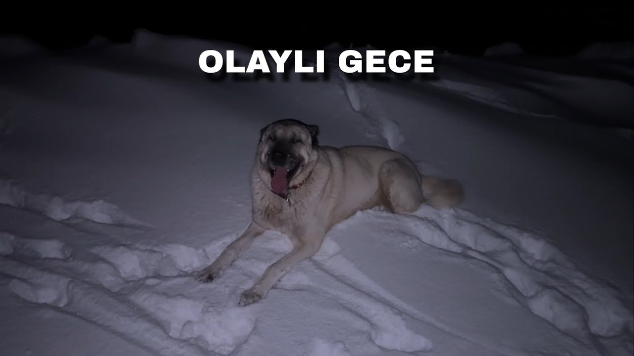 AZAP VE PAŞA KAVGA ETTİ İKİSİDE BABASININ OĞLU ÇIKTI (KÖPEKLER KAYBOLDU)