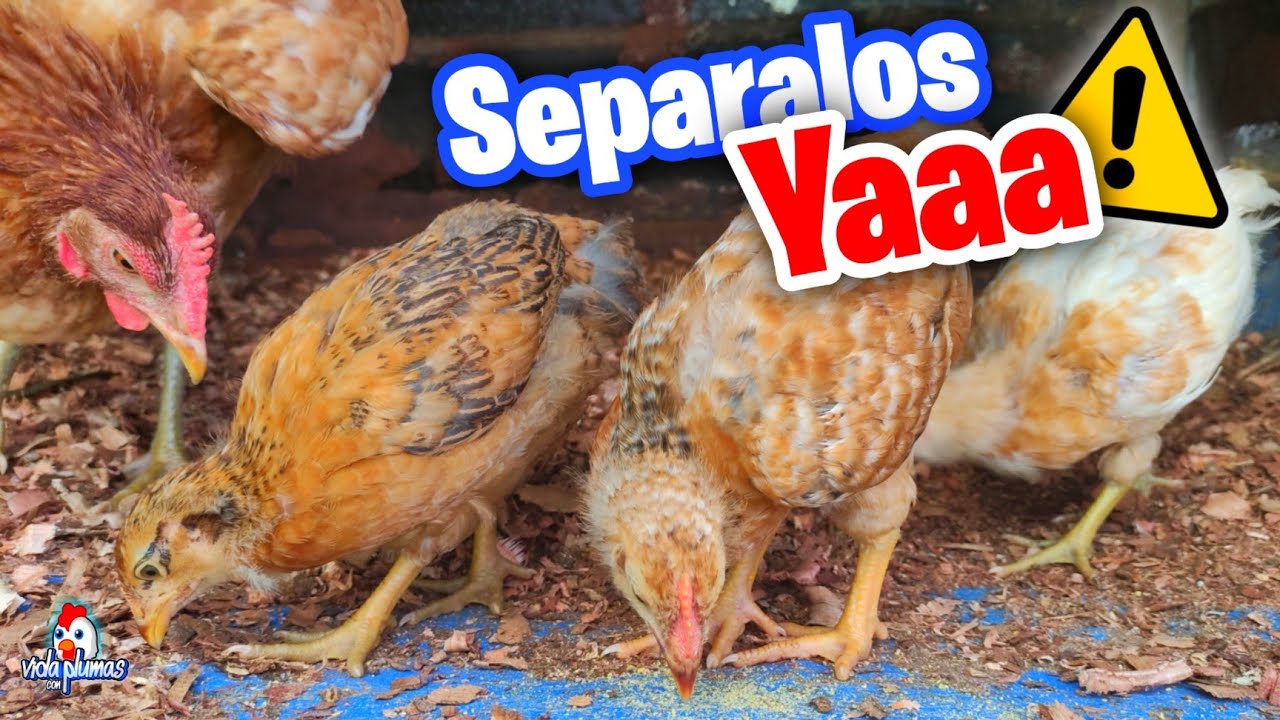 Cuando Separar a los Pollitos de la Gallina  🐔🐥 &iexcl;MIRA ESTO SI TIENES POLLITOS!