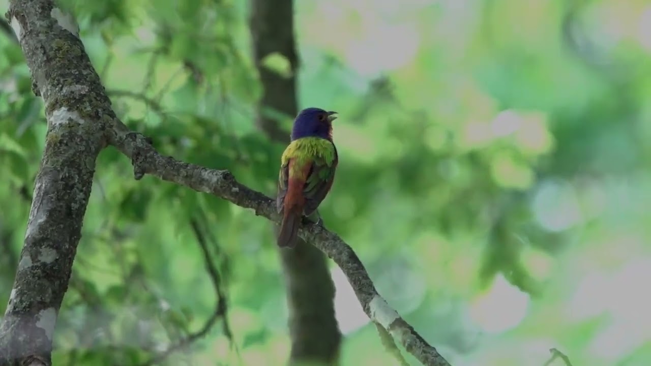 Painted Bunting @ Plum Rd July 13 2024