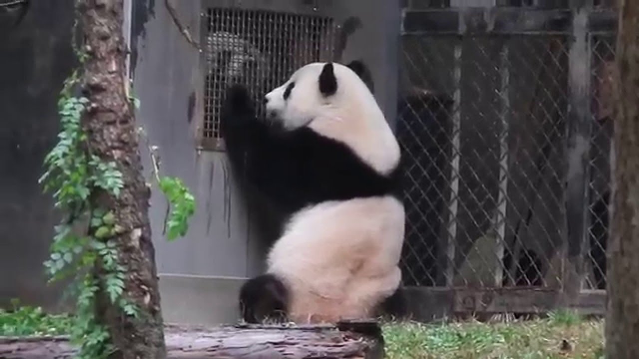 Giant Panda Cub Bao Bao and Mother Mei Xiang Reunion