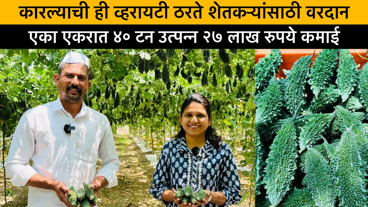 कारल्याची ही व्हरायटी शेतकऱ्यांसाठी वरदान | BASF Nunhems Rushaan Hybrid Seed | Bitter Gourd Farming